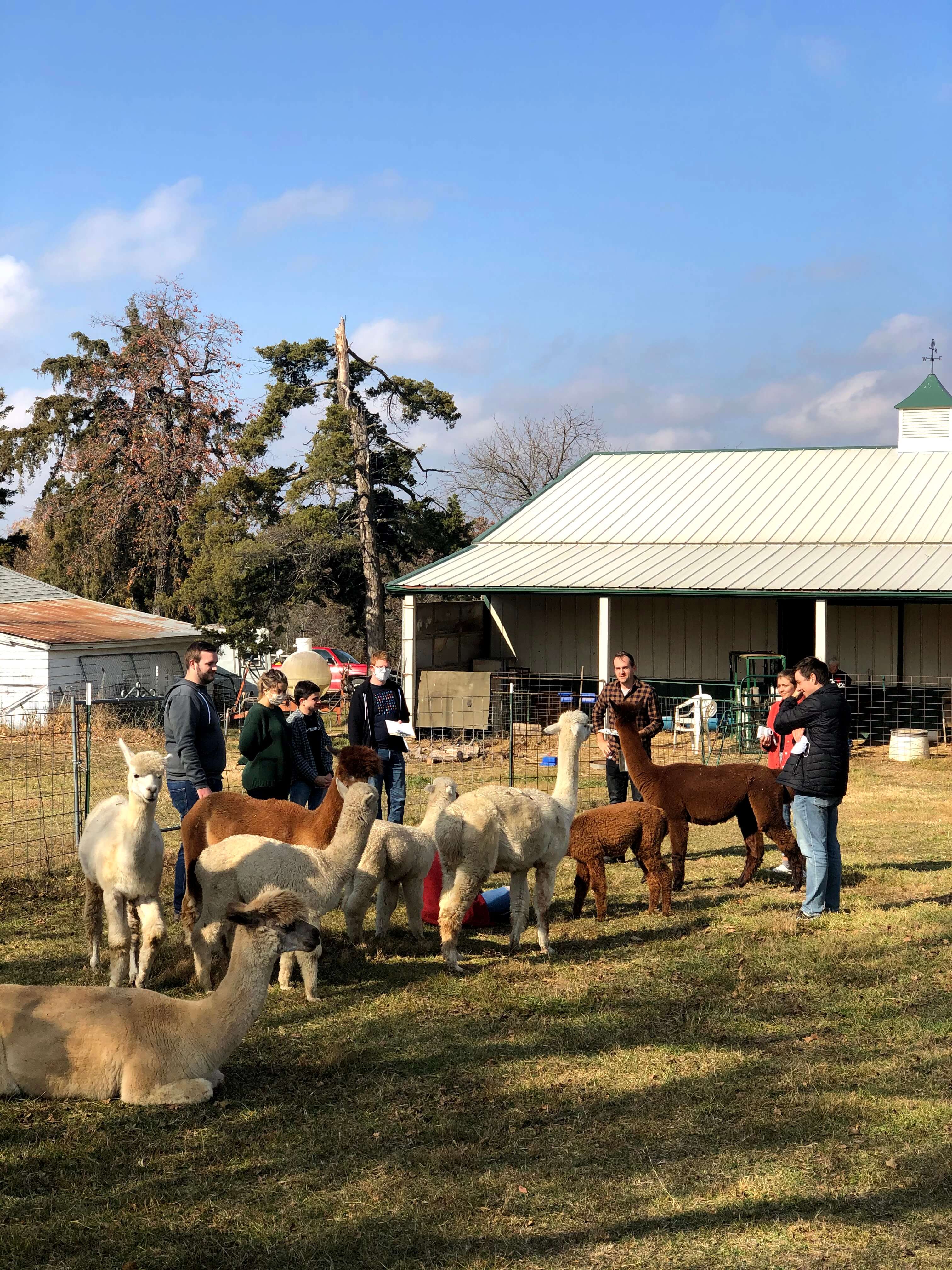 Crowd of Alpacas around BNB crew