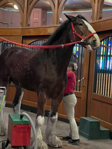 Clydesdale