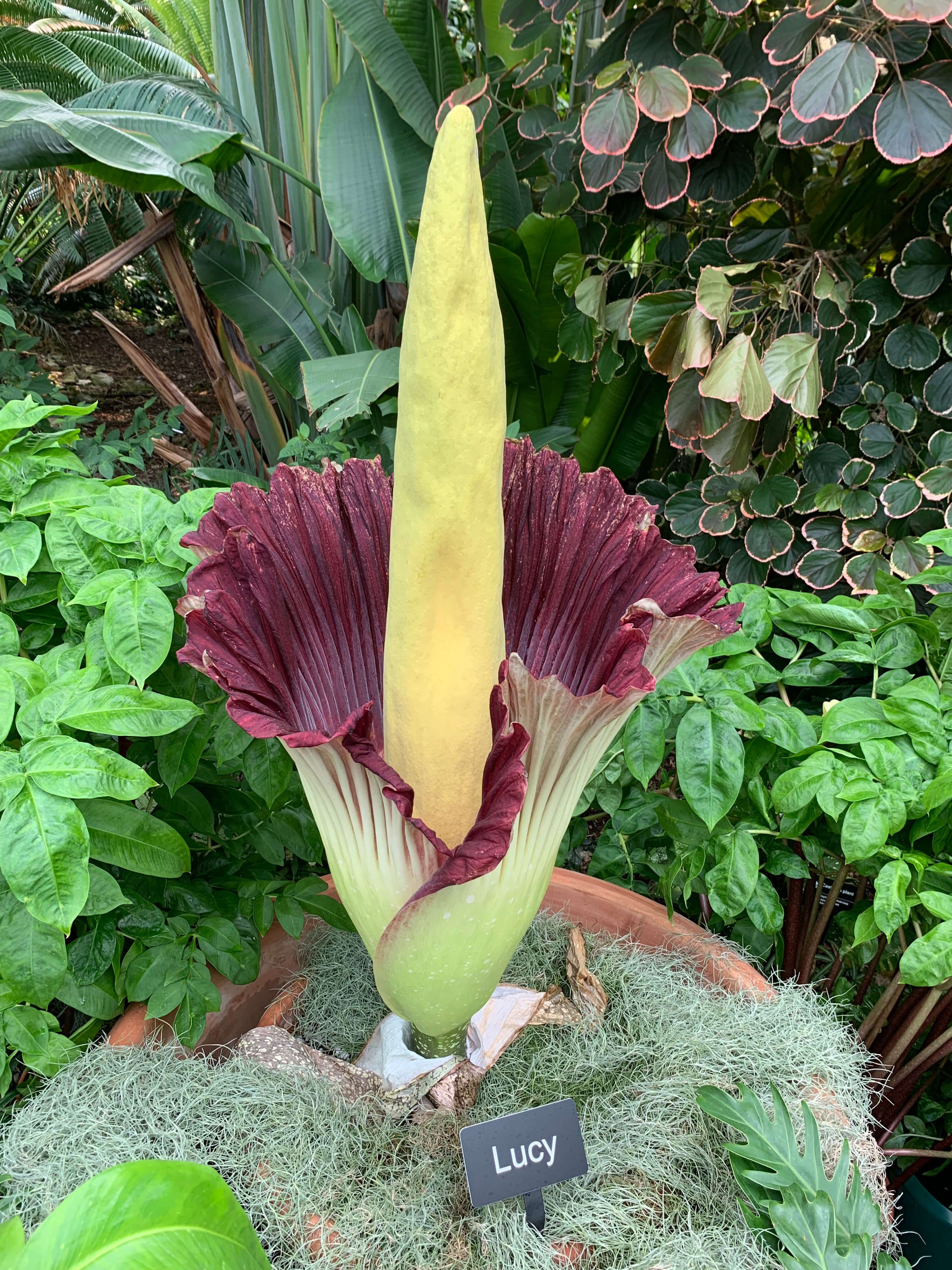 Corpse Flower